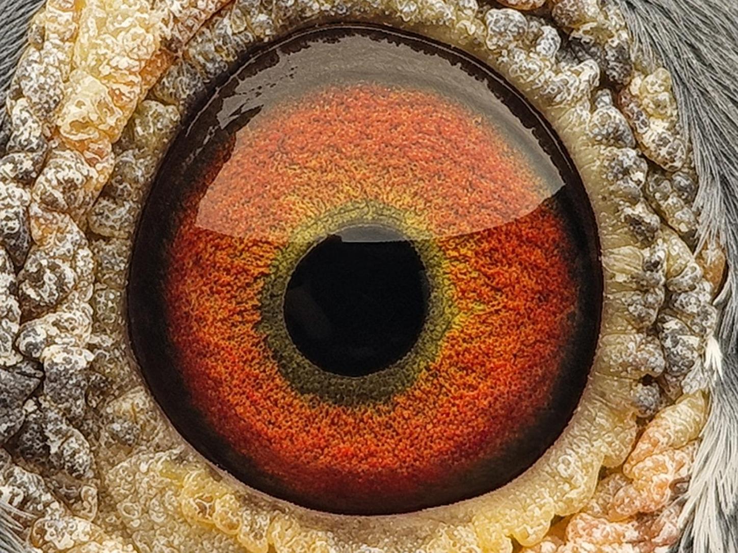 Pigeon eye